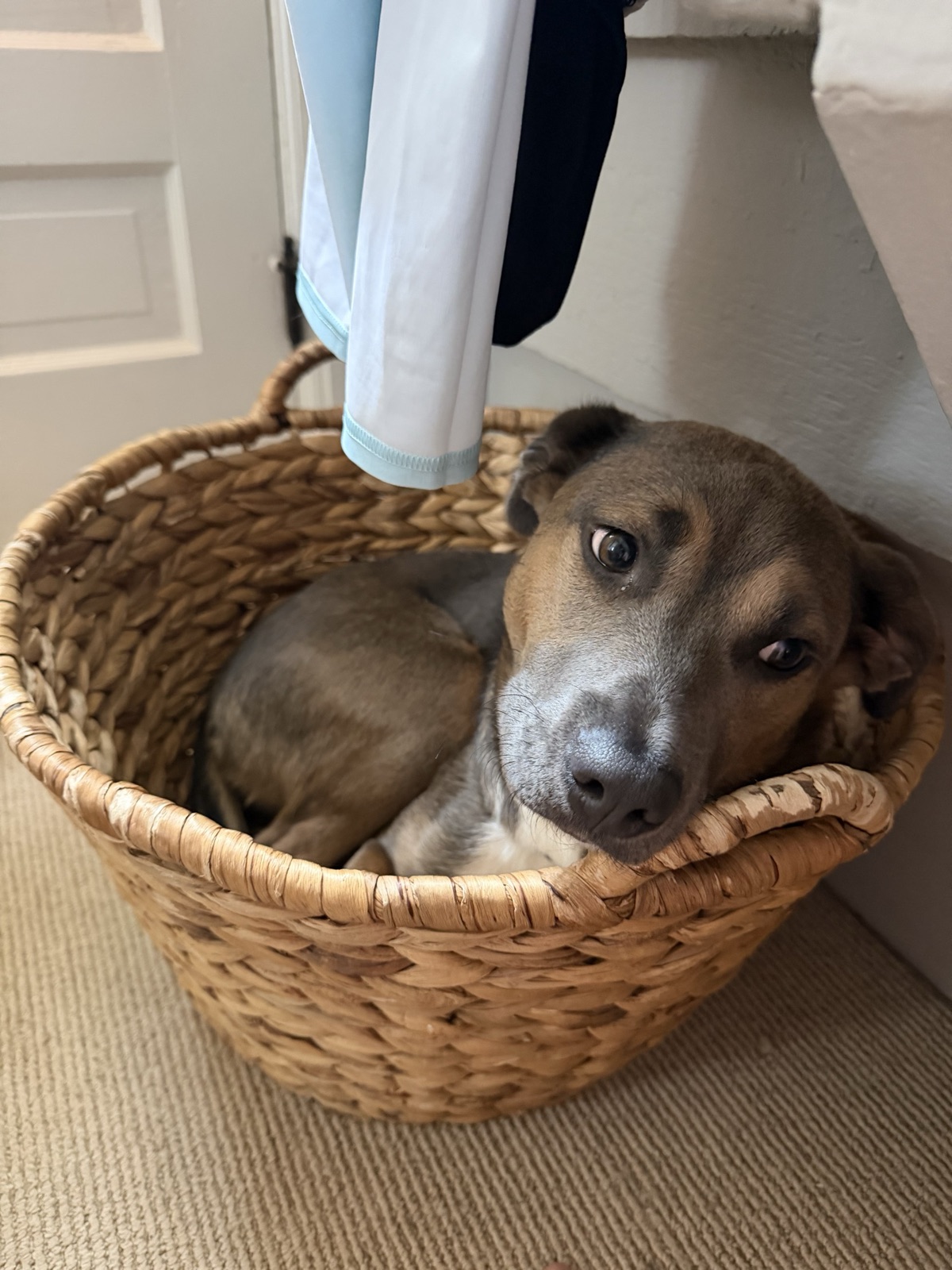 Tilly, a small tan and gray dog, curled up in a basket.