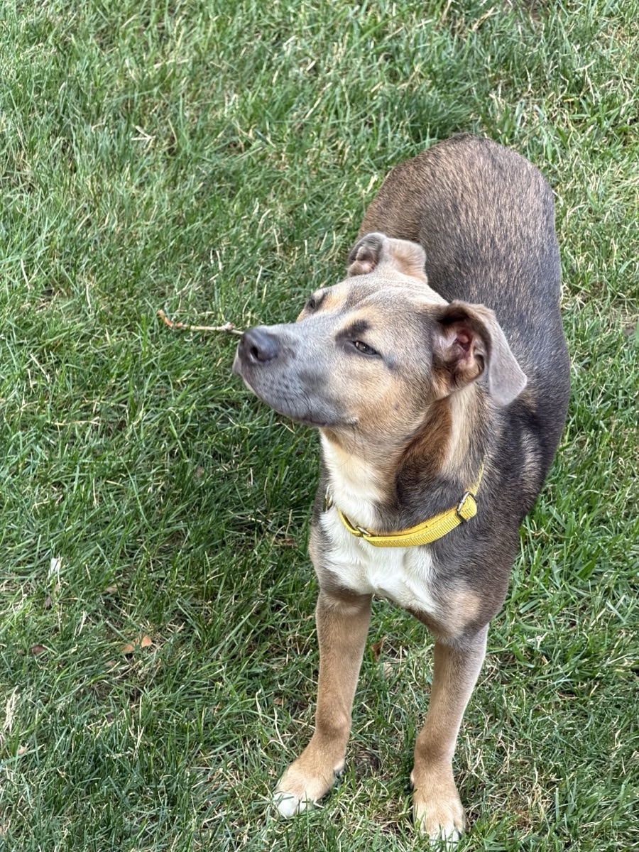 Tilly standing in grass wearing a yellow collar.